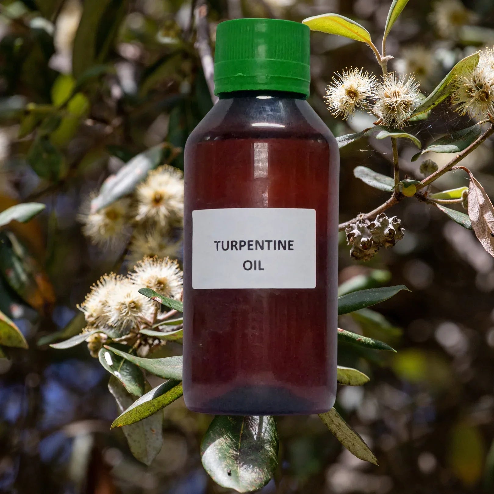 Turpentine (Essential) (Oil) - Tarpin (Tel) - Pinus Palustris by IndianJadiBooti - indianjadibooti